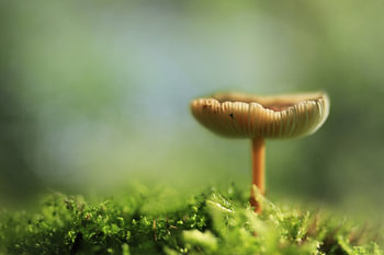  Mushroom