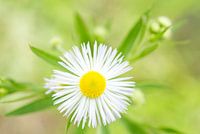 Witte margrietvlo /Erigeron strigosus