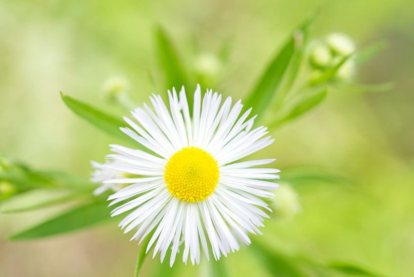 White Daisy Fleabane Flower /Erigeron strigosus by Iris Holzer Richardson