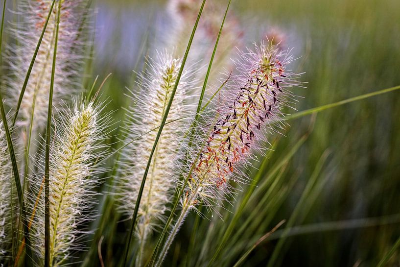 Grass by Rob Boon