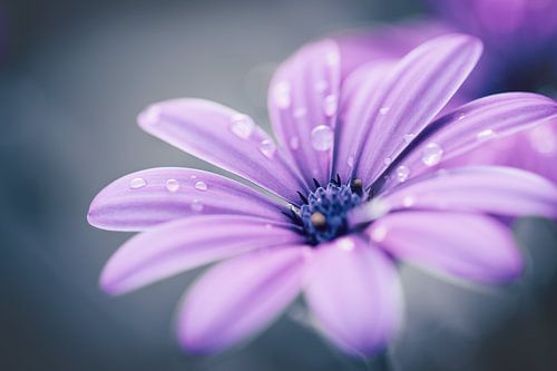 Purple Spanish Daisy with raindrops