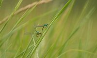 Damselfly in mating wheel