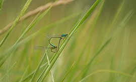 Demoiselle en roue d'accouplement