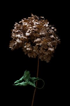 Still life hydrangea flower by Klaartje Majoor