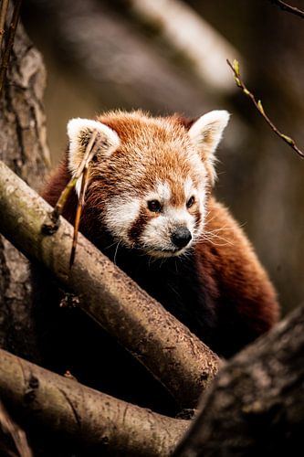 Roter Panda im Baum