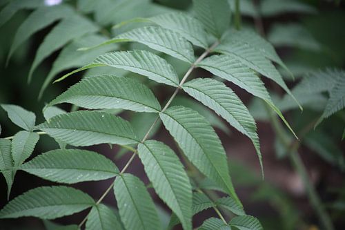 plant natuur