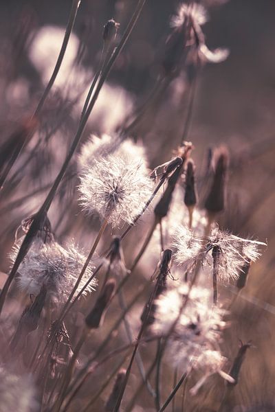Le passage de la nature à l'automne par Imladris Images
