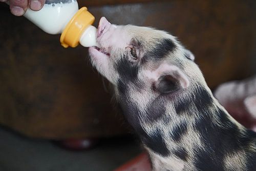 Bonte miniatuur handopfok biggetjes tijdens voedertijd