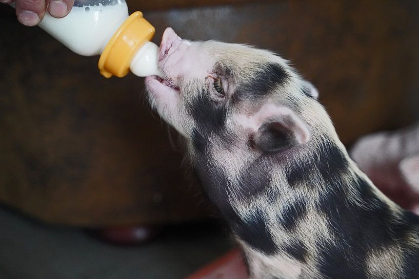 geschecktes Minischweinchen in Handaufzucht bei der Fütterung von Babetts Bildergalerie