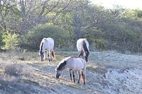 Wilde paarden