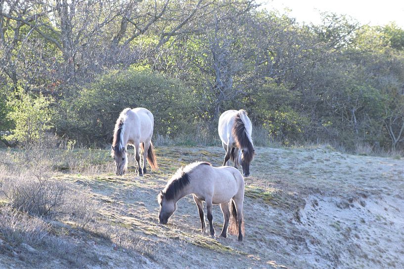 Wild horses by Amber van den Broek