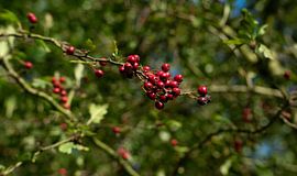 red berry by manon vermeulen