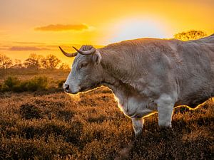 Charolais-Rindfleisch auf der Heide mit Sonnenuntergang von Kwis Design