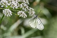 Aporia crataegi