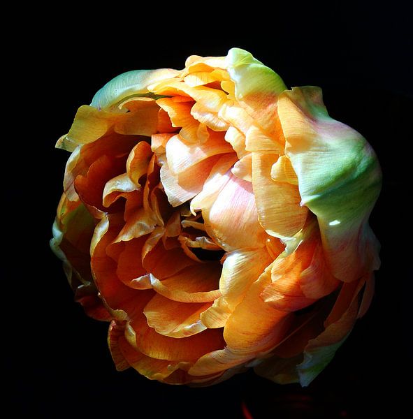 Tulp by Jonathan Kremer