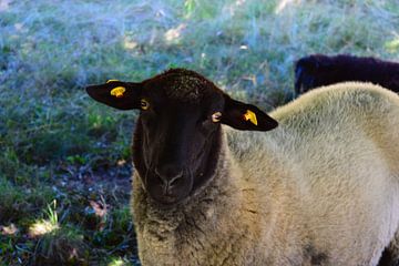 Schaap met zwarte kop dat nieuwsgierig in de camera kijkt van Studio LE-gals