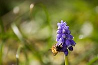 Honing bij op een lavendel bloem von Bas Witkop Miniaturansicht
