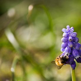 Honey bee feasting on Lavender von Bas Witkop