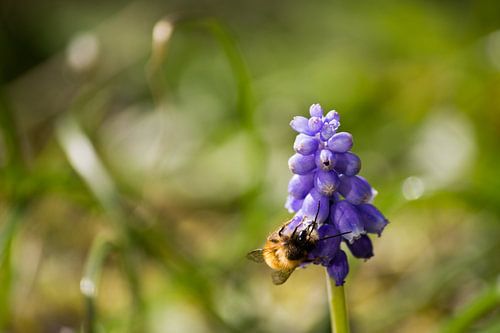 Honing bij op een lavendel bloem