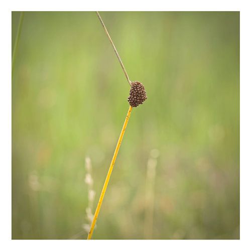 Biezenknoppen van Albert Wester Terschelling Photography