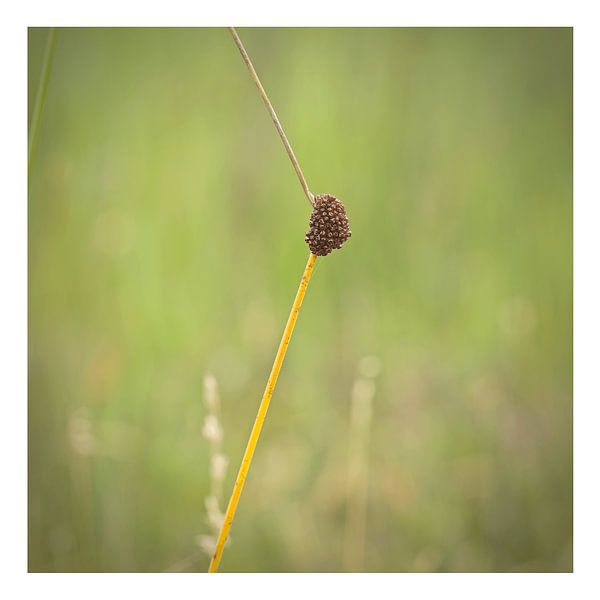 Eilige Tasten von Albert Wester Terschelling Photography