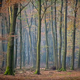 beukenbomen in Speulderbos van George Burggraaff