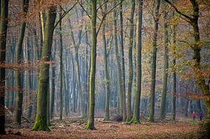 hêtres dans la forêt de Speulder