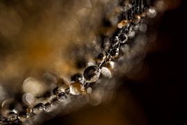 Une abstraction naturelle et chic : une ligne ponctuée de gouttes sur Marjolijn van den Berg