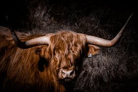 Highlander in the dunes by Patricia Van Roosmalen