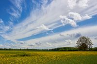 blühendes Rapsfeld bei strahlendem Sonnenschein