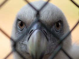 Witruggier Safaripark Beekse Bergen van David van der Kloos