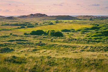 Des champs de canneberges dans les dunes.
