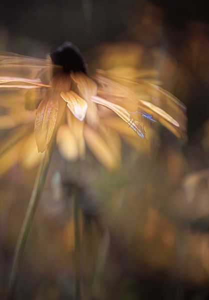 Bloemen part 489 van Tania Perneel