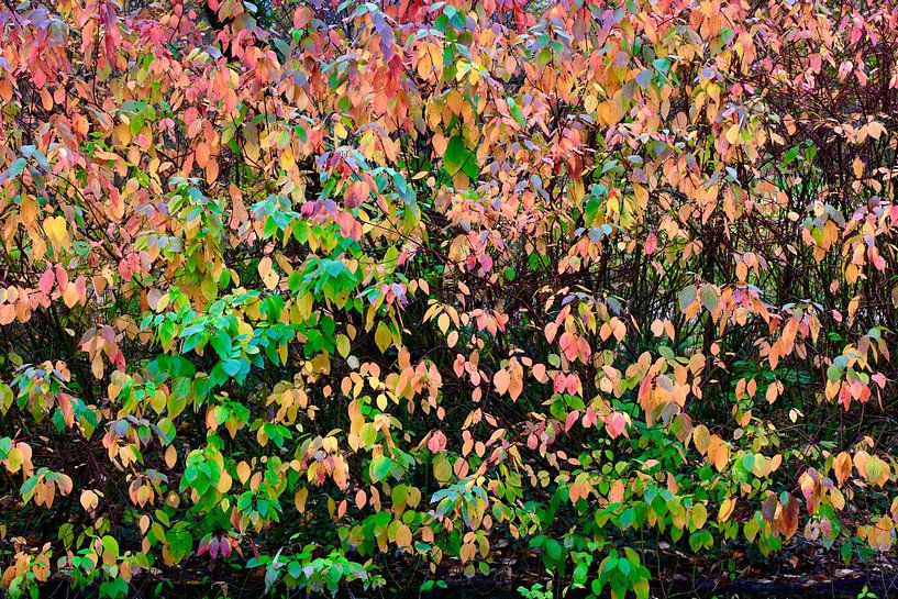 Herbstzeit von Thomas Jäger