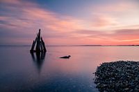 Eagle Eye Grevelingenmeer