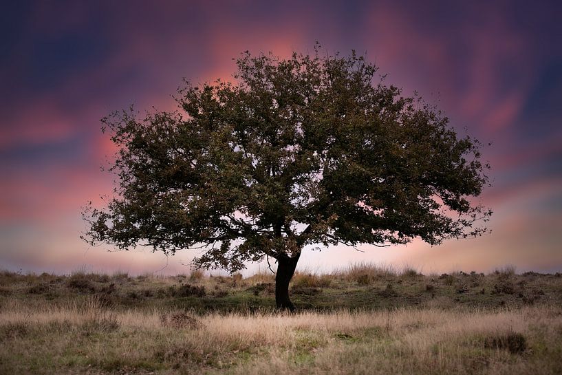 happy single van Kim van Beveren