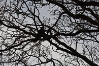 Vogel, Krähe, Dohle oder Raven in einem kahlen Baum gegen grauen Himmel von Ronald H Miniaturansicht