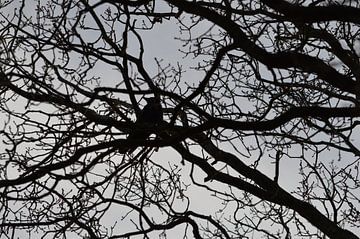 Vogel, Kraai, Kauw of Raaf in een kale boom tegen grijze lucht