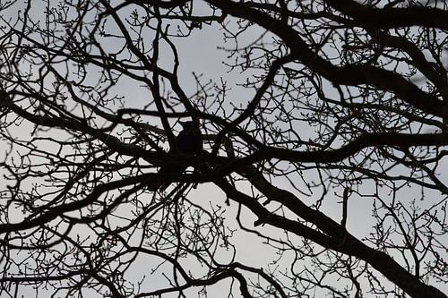 Vogel, Krähe, Dohle oder Raven in einem kahlen Baum gegen grauen Himmel