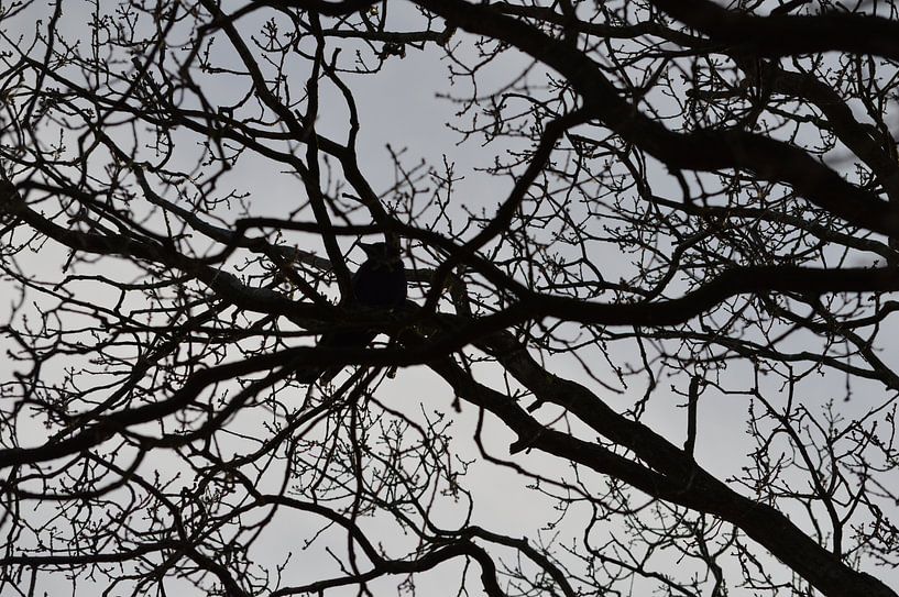 Vogel, Krähe, Dohle oder Raven in einem kahlen Baum gegen grauen Himmel von Ronald H
