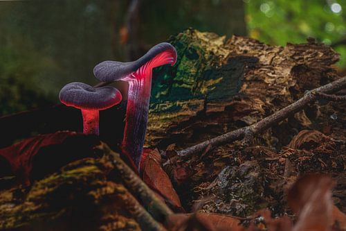 Illuminated Amethyst mushroom on the forest floor in autumn season