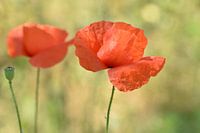 Summer poppies