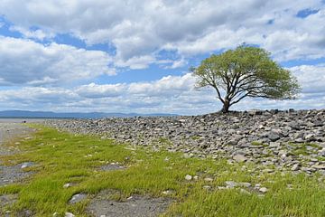 Ein einsamer Baum im Frühling von Claude Laprise