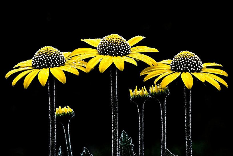 Fleurs jaunes avec gouttes d'eau par Imperial Art House