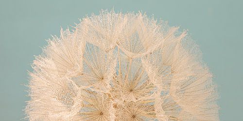 Panorama van een halve pluizenbol