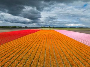 Tulpen in einem Feld mit Wolken darüber im Frühling