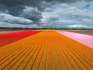 Tulpen in een veld met wolken erboven in de lente van Sjoerd van der Wal Fotografie