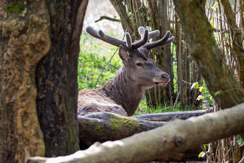 Cerfs rouges Oostvaardersplassen par Merijn Loch