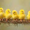 Chick parade by Heike Hultsch