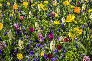 Eine Fülle von bunten Blumen auf dem Feld